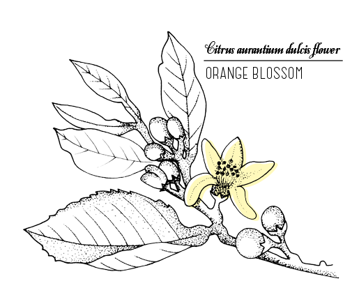 Fleurdoranger2 - Drawing (500x500), Png Download