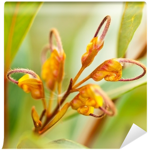 Australian Wildflower Grevillea Venusta Orange Flower - Grevillea Venusta (400x400), Png Download
