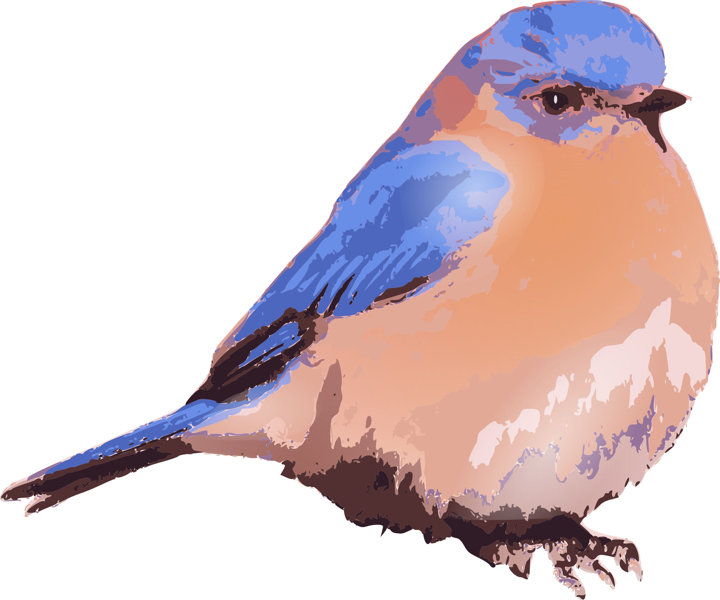 Eastern Bluebird - Eastern Bluebird Png (1000x833), Png Download