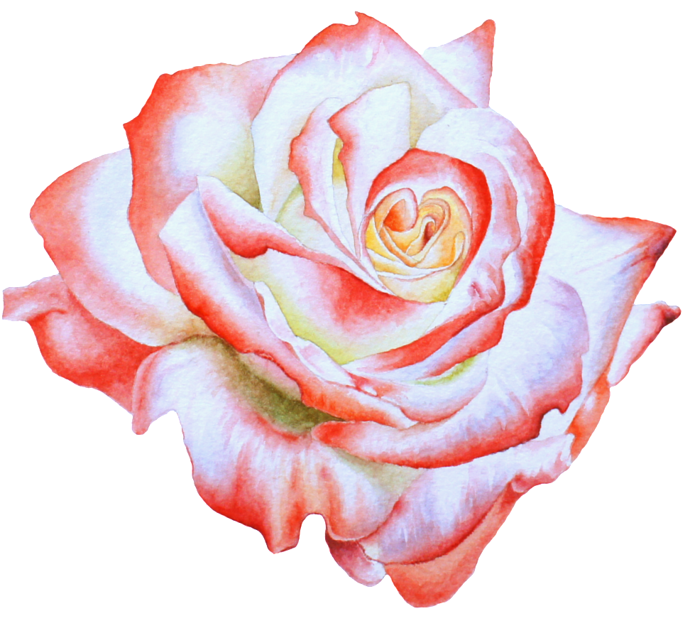 Hand Painted Side View Rose Flower Png Transparent - Watercolor Painting (1024x897), Png Download