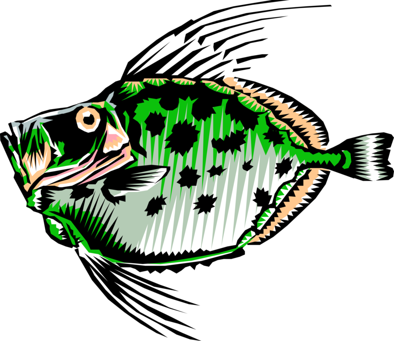 Vector Illustration Of Buck Dory Fish (809x700), Png Download