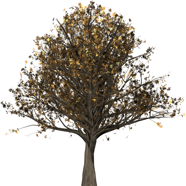 Rock Lee Png - Oak (720x720), Png Download