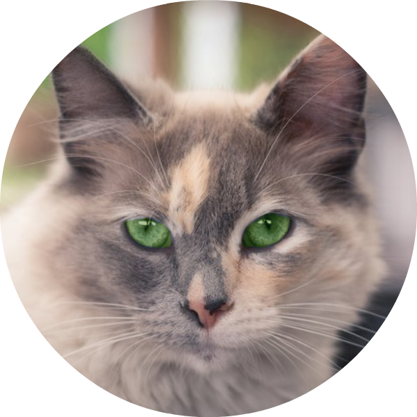 Cricketstar In A Such Such Suchity Such Circular Frame - Kitten (600x600), Png Download