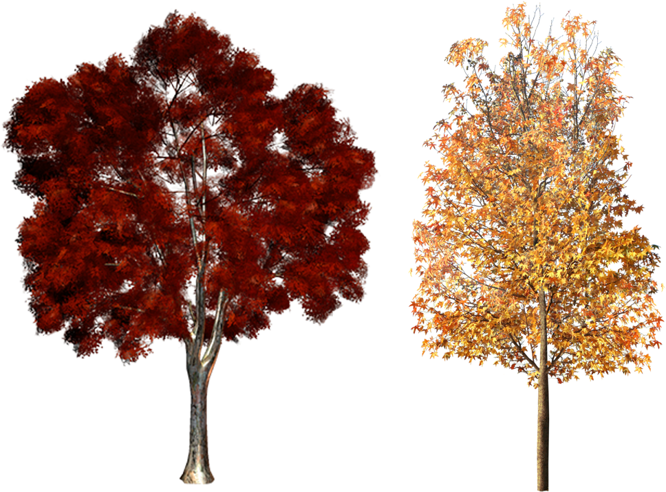 Plant Clip Art Autumn Trees Material Transprent (1000x750), Png Download