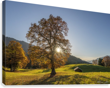 Autumn Tree Canvas Print - Grove (429x344), Png Download