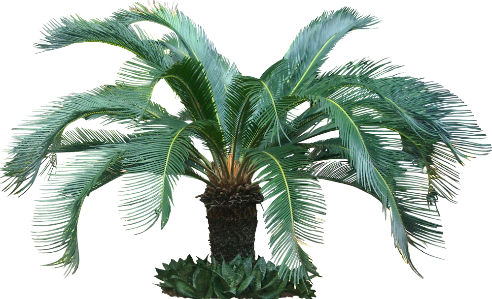 Fijikit Divider Smh - Tropical Tree Transparent Clipart (998x608), Png Download