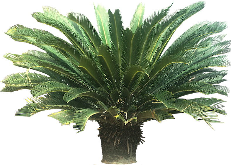 A Collection Of Tropical Plant Images With Transparent - Sago Palm Clipart (788x564), Png Download
