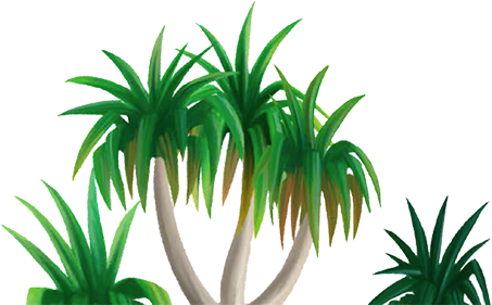 Cartoon Drawing Of Tropical Tree - Grass (453x281), Png Download