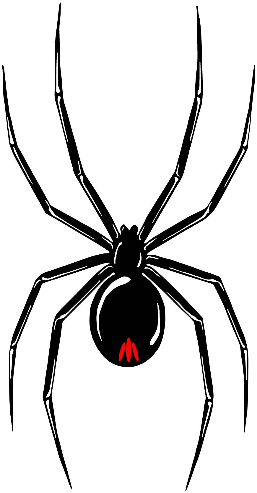 Black Widow Tour - Araignée Tattoo (1107x1786), Png Download
