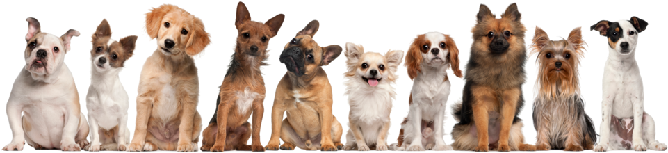 Group Of Dogs Sitting Against White Background 000021142304 - Group Of Small Dogs (1000x255), Png Download