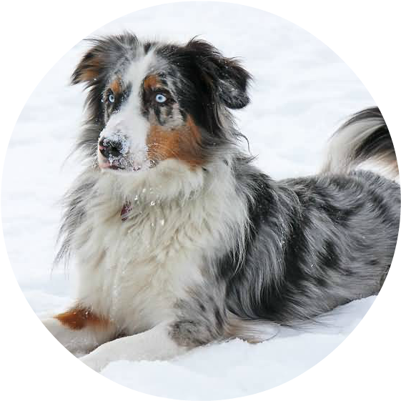 Full Grown Australian Shepherd Dog Sitting On Snow1 - Australian Shepherd (850x567), Png Download