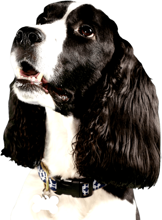 Cute Dog Looking Right At You With Big Brown Eyes - Dog Looking Right Png (975x1017), Png Download