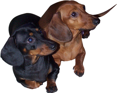 Portable Network Graphics (400x317), Png Download