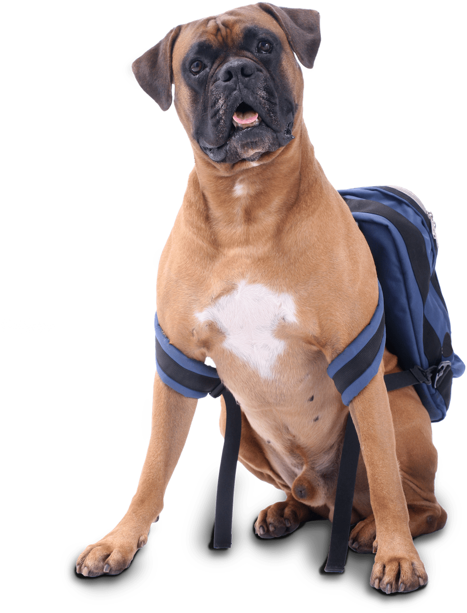 Dog With Blue Backpack Sitting - Dog (1000x1500), Png Download