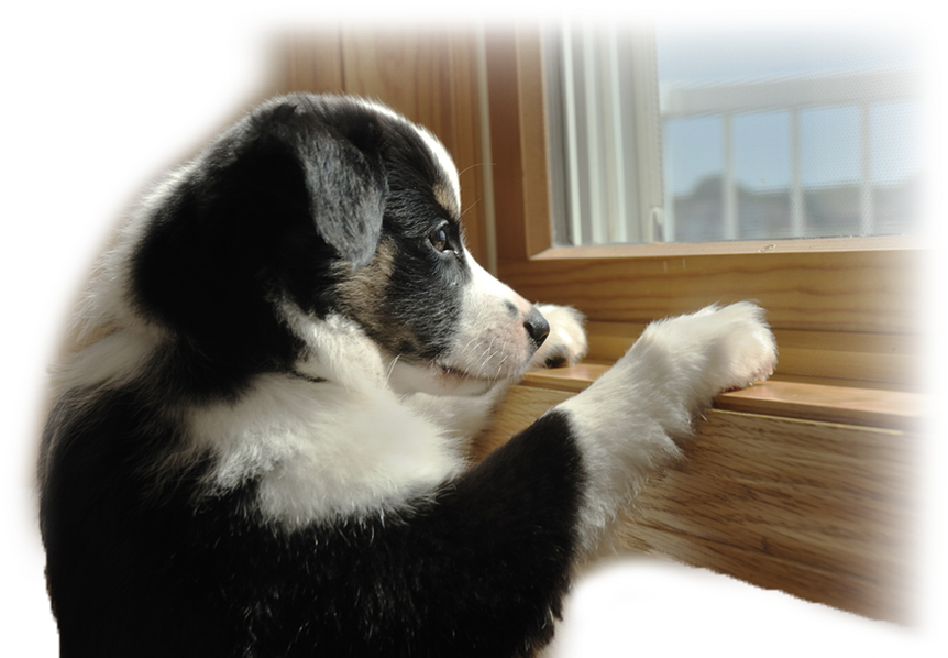 Out Of Town Pet Care - Leaving Dog (900x600), Png Download