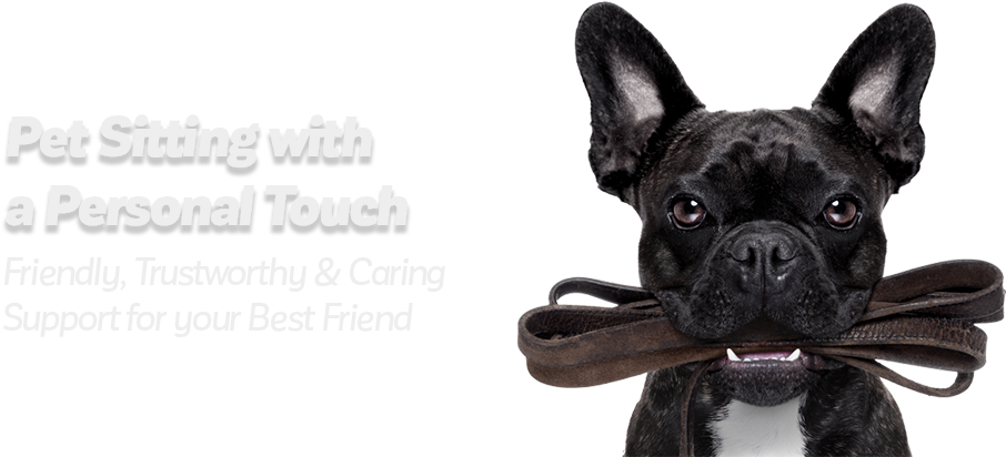 Hero - Mewtogo Pet Chew Durable Rope Toys-teeth Aids Cotton (949x500), Png Download