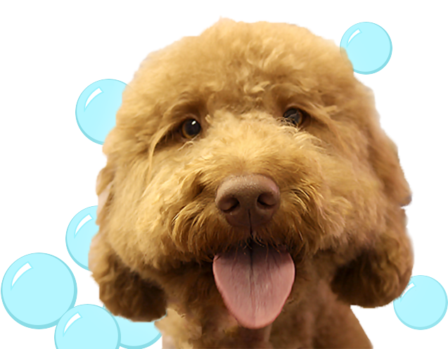 Book A Pet Sitting Service - Labradoodle (663x495), Png Download