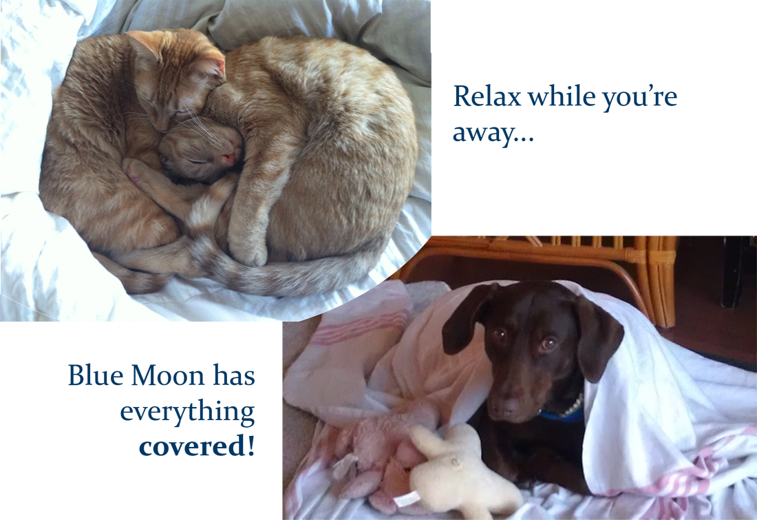 Welcome Blue Moon - Pet Sitting (1100x755), Png Download