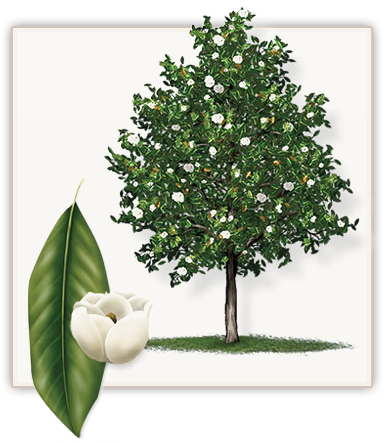 Little Gem Magnolia Tree This Is A Stunning Small Tree - Southern Magnolia (471x455), Png Download