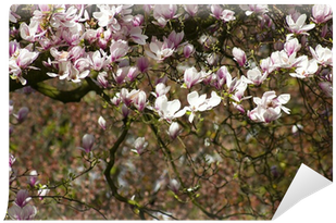 Southern Magnolia (400x400), Png Download