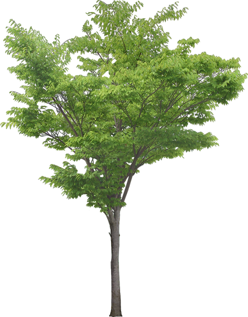 Southern Magnolia Tree Plant Clip Art - Locust Tree Png (500x640), Png Download