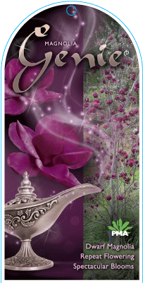 Find A Supplier - Magnolia Genie (300x400), Png Download