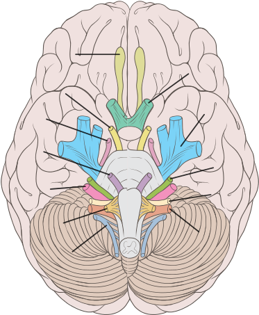Or Left-brained Personality Type Exists, New Research - Inferior View Of The Brain (500x452), Png Download