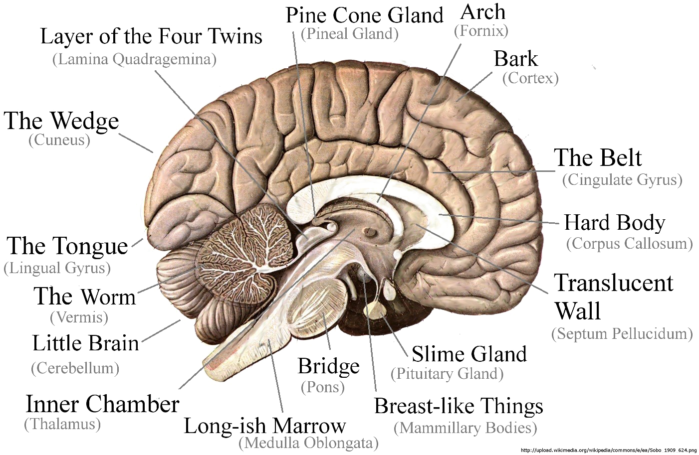 Brain Png Image - Brain All Parts Name (1435x928), Png Download