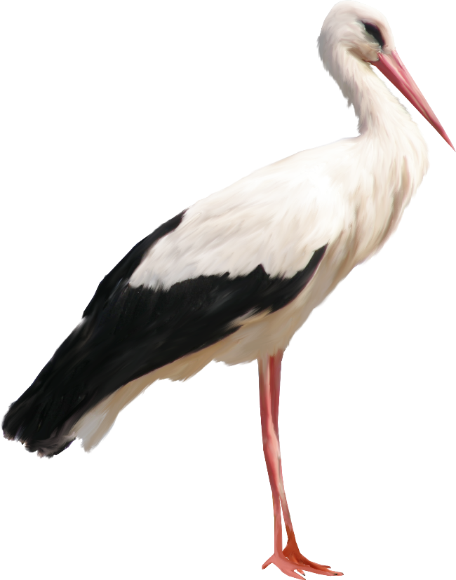 Stork Png (650x827), Png Download