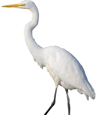 Zzgreategret7d - Heron In White Background (345x418), Png Download