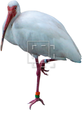 Parent Category - Portable Network Graphics (450x450), Png Download