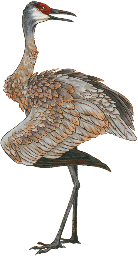Sandhill Crane By Vinnycrow On Deviantart Black And - Clip Art Sandhill Cranes (470x870), Png Download