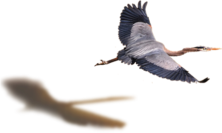 Flying Bird Png - Heron Flying Png (456x268), Png Download