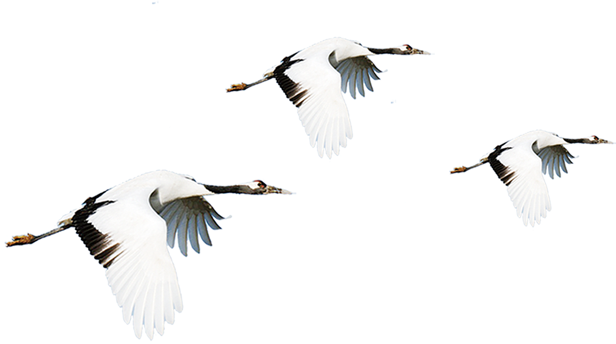 Vector Bird Crane - Cream Crane Crowned Crane (1275x718), Png Download