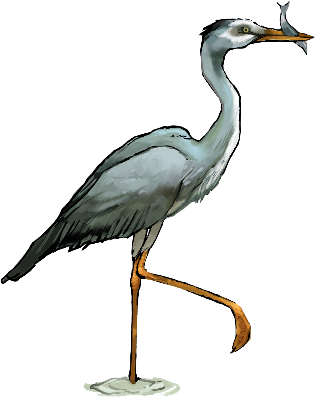 Heron Png Transparent - Heron Png (1122x1480), Png Download