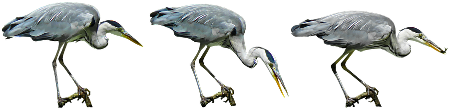 Nature, Bird, Heron, Water Bird, Hunt, Lurking, Bill - Water Bird Png (960x319), Png Download