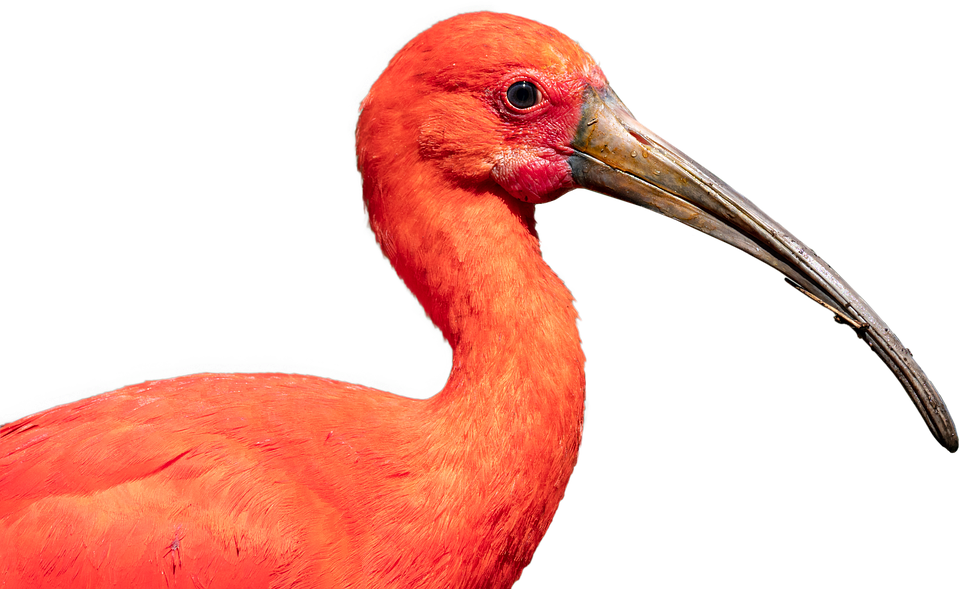 Scarlet Ibis, Bird, Nature, Crane, Beak, Ibis, Wildlife - Scarlet Ibis (960x589), Png Download