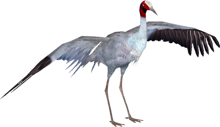 Cranesarus Tamara Henson - Sarus Crane Bird Png (732x732), Png Download