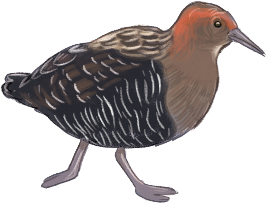 Lewin's-ray (1000x873), Png Download