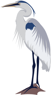 It's Heron Week On Inaturalist Jan - Inaturalist (400x400), Png Download