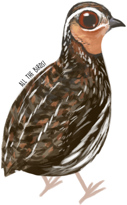 Stubble Quail Coturnix Pectoralis - Turkey (500x750), Png Download