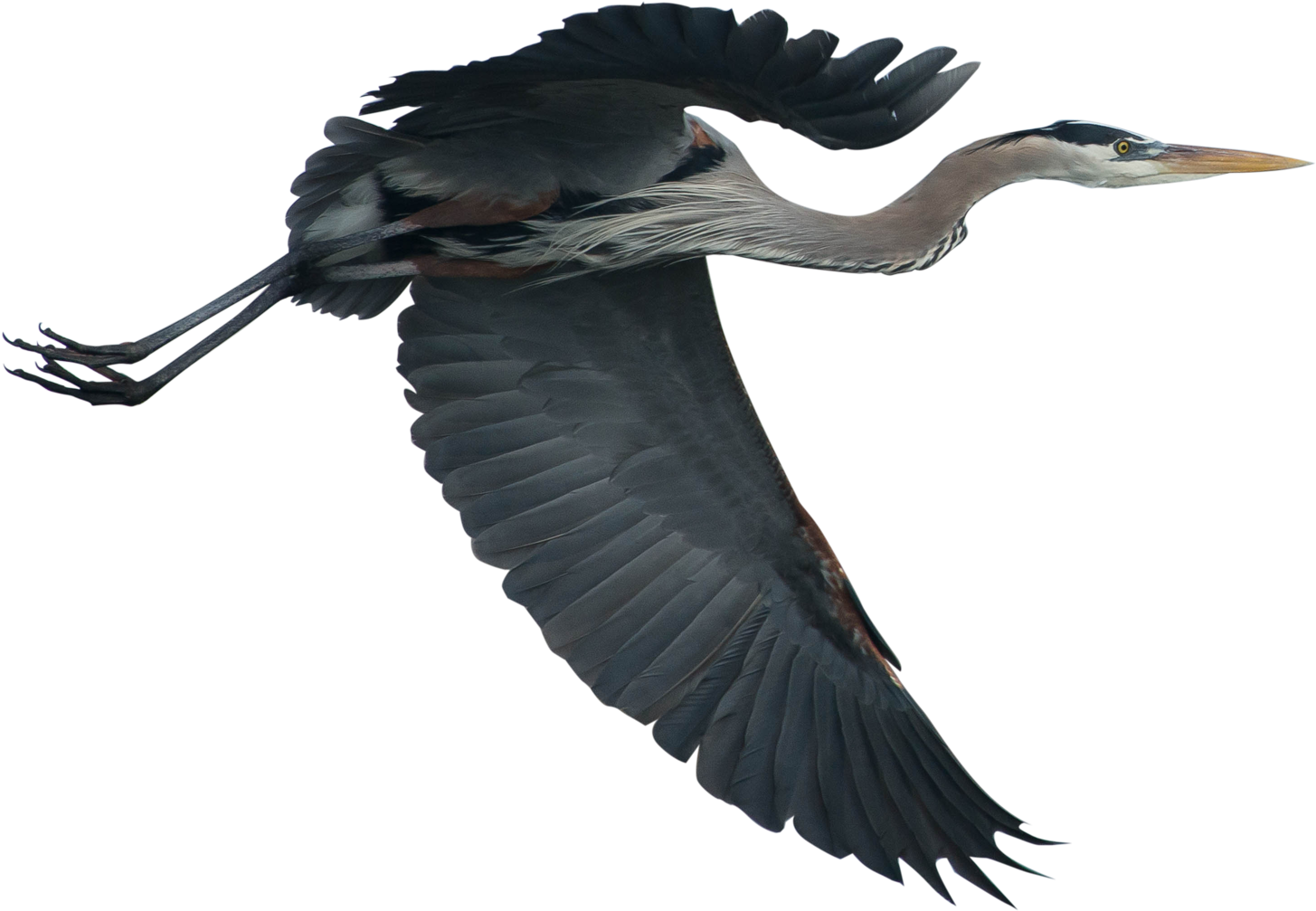 Matagorda County Has Led The Nation In The Number Of - Crane (1500x1203), Png Download