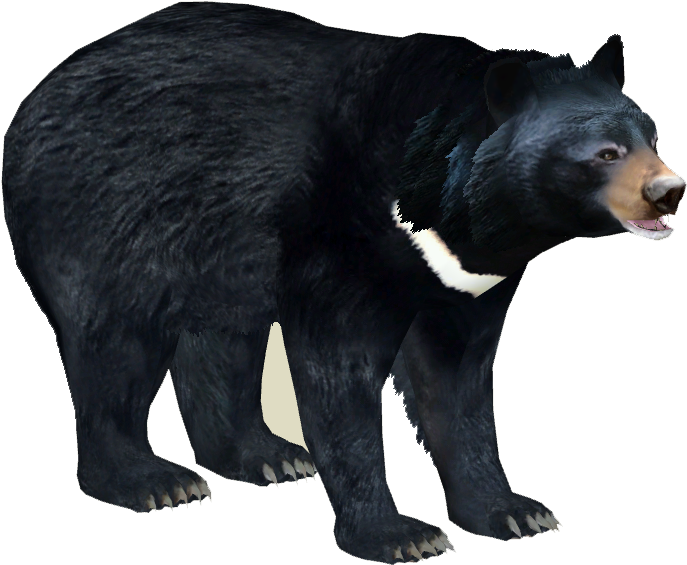 Asian Black Bear 3 - Zt2 Black Bear (686x686), Png Download