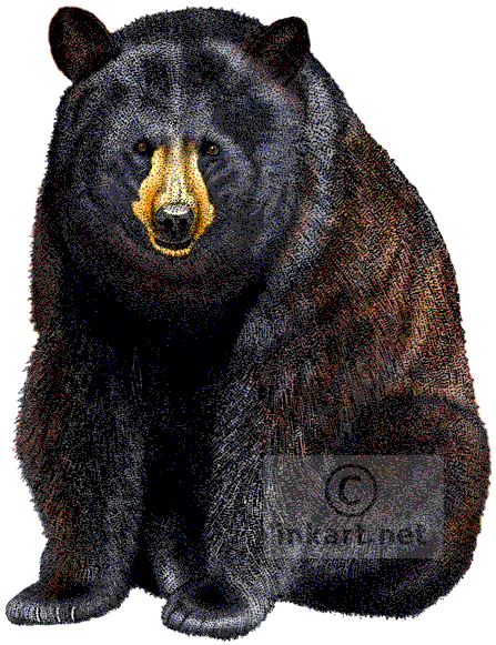 American Black Bear Decal - American Black Bear Png (456x590), Png Download