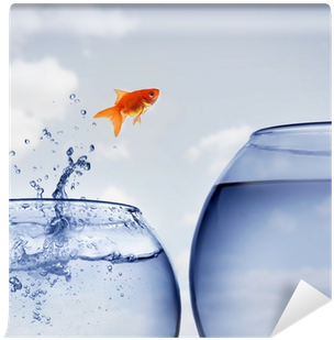 Goldfish Jumping Out Of The Water Wall Mural • Pixers® - University Startups And Spin-offs: Guide For Entrepreneurs (400x400), Png Download