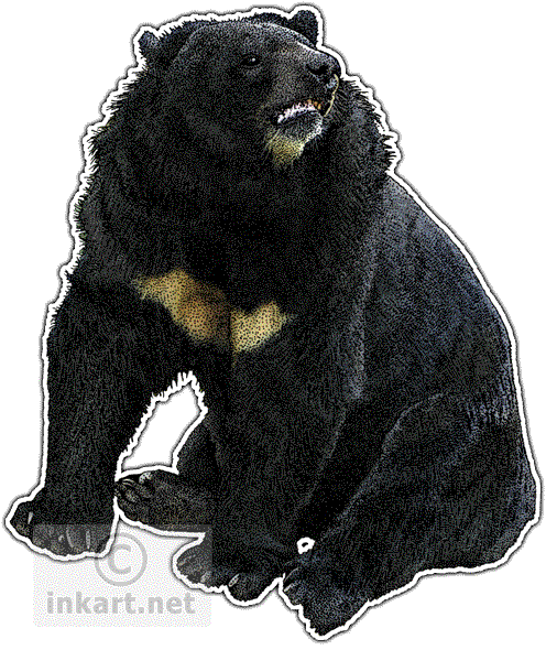 Asian Black Bear Decal - Drawing (496x590), Png Download