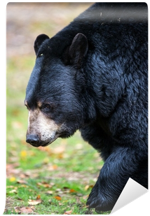 American Black Bear (400x400), Png Download