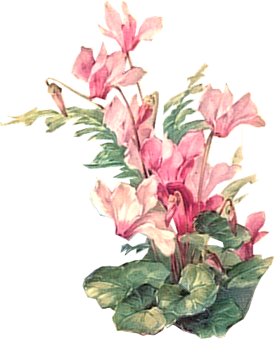 Flower 2 Tuckdb Org - Vintage Flower Painting Png (391x481), Png Download