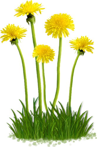 Flower Clips, Flower Art, Summer Flowers, Garden Bugs, - รูป ดอกไม้ .png (330x500), Png Download