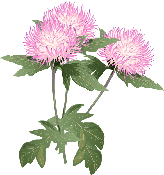A Bouquet Of Summer Flowers Clip Art - Thistle Flower Clipart (564x600), Png Download